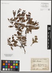 Foto von Salix triandra L.
